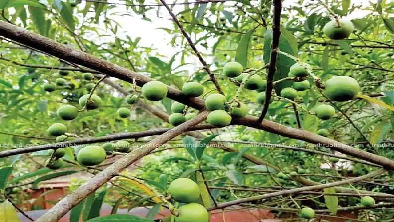 कैसे बनता है रुद्राक्ष और कहां पाया जाता है, जानें इससे जुड़ी हर ...