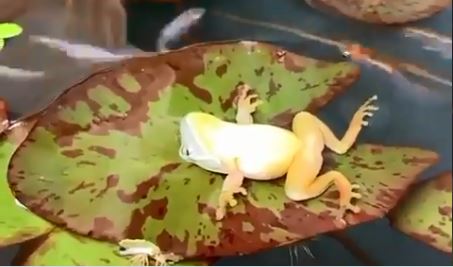 frog was doing yoga