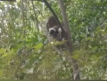 Monkey Kidnapped Puppy