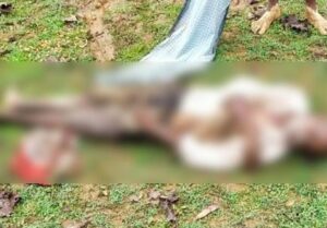 chhattisgarh me hathi