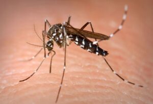 tiger mosquito