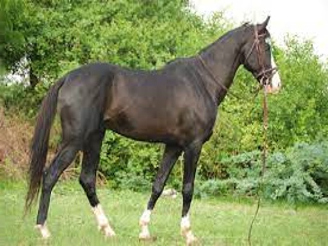 ghoda