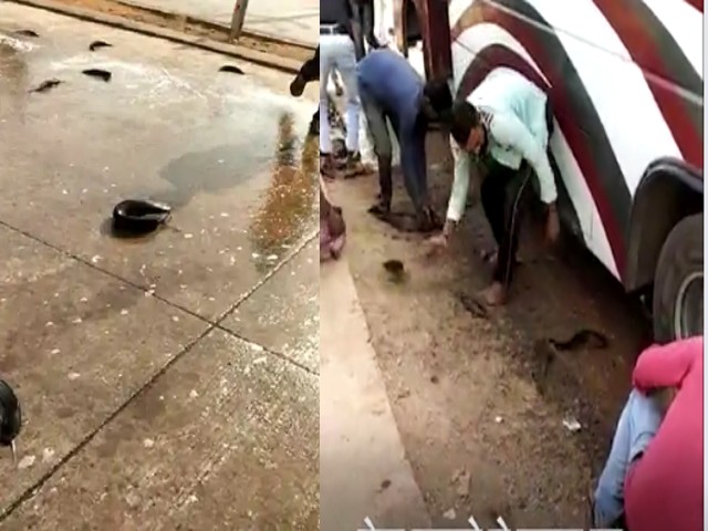 machhal