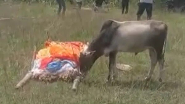 calf03-1663077217 (1)