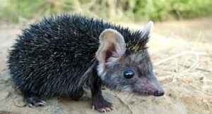 jhau-rat-3__01